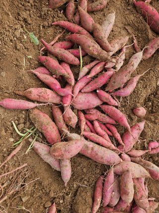 최선희님의 고구마 · 영농일지 작성글 사진