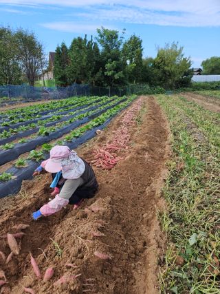 최선희님의 고구마 · 영농일지 작성글 사진