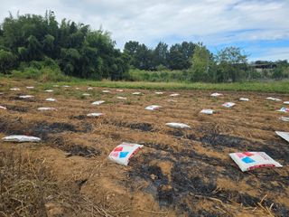 소병기 정직한농장님의 마늘 · 영농일지 작성글 사진