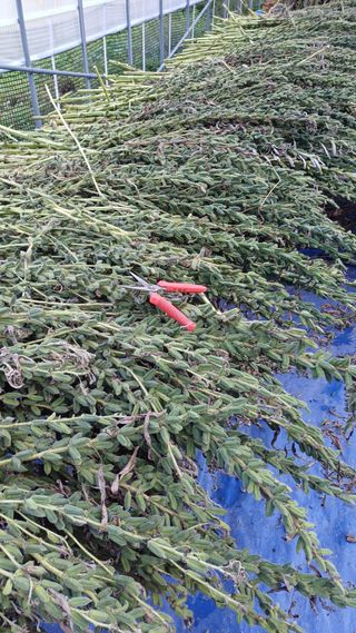 님의 참깨 · 영농일지 작성글 사진