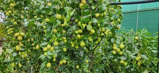 상추11845님의 기타작물 · 영농일지 작성글 사진