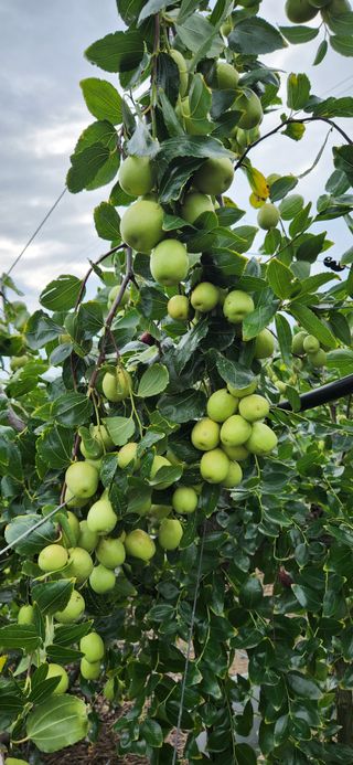 상추11845님의 기타작물 · 영농일지 작성글 사진