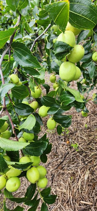 상추11845님의 기타작물 · 영농일지 작성글 사진