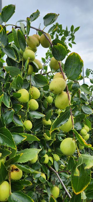 상추11845님의 기타작물 · 영농일지 작성글 사진