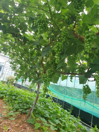신태상님의 포도 · 영농일지 작성글 사진