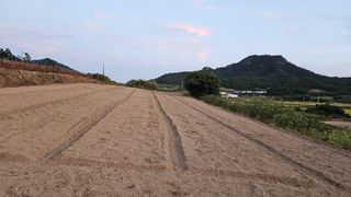 도초이삭님의 시금치 · 영농일지 작성글 사진