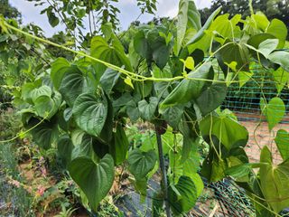 조선된장님의 자유주제 · 자유게시판 작성글 사진