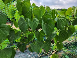 조선된장님의 자유주제 · 자유게시판 작성글 사진