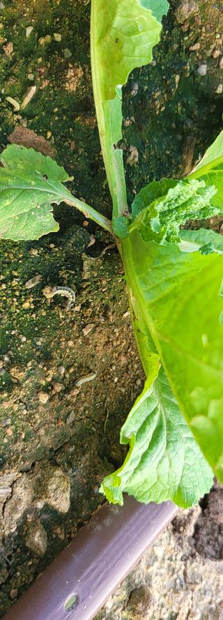 권병국님의 배추 · 영농일지 작성글 사진