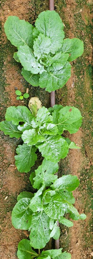 권병국님의 배추 · 영농일지 작성글 사진