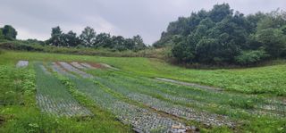 신승철님의 파 · 영농일지 작성글 사진