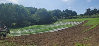 신승철님의 파 · 영농일지 작성글 사진