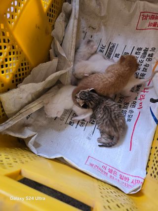 청계닭님의 유해동물 퇴치하는 비법 공유해주세요 · 참여글 작성글 사진