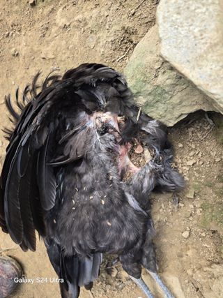 청계닭님의 유해동물 퇴치하는 비법 공유해주세요 · 참여글 작성글 사진