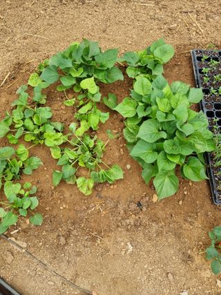 풍요님의 자유주제 · 자유게시판 작성글 사진