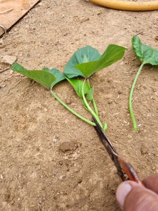 풍요님의 자유주제 · 자유게시판 작성글 사진