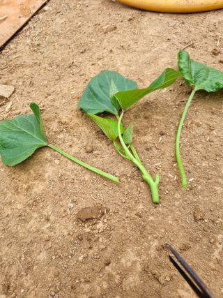 풍요님의 자유주제 · 자유게시판 작성글 사진