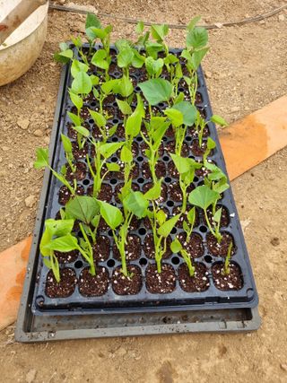 풍요님의 자유주제 · 자유게시판 작성글 사진