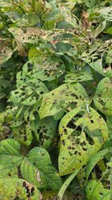 팜모닝 콩·영농일지 게시글 이미지