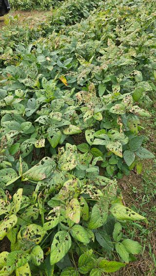 임상근님의 콩 · 영농일지 작성글 사진