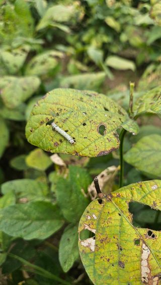 임상근님의 콩 · 영농일지 작성글 사진