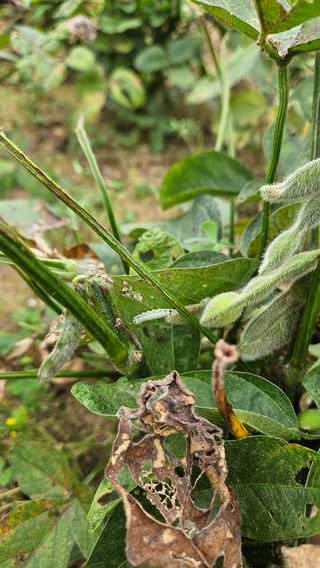 임상근님의 콩 · 영농일지 작성글 사진