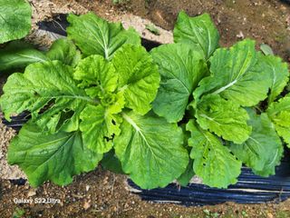 김치국님의 배추 · 영농일지 작성글 사진