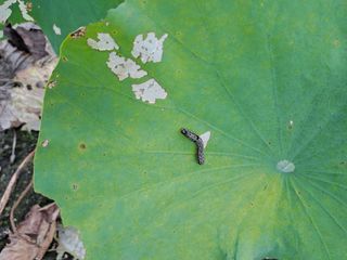 백련지기님의 기타작물 · 병해충상담 작성글 사진