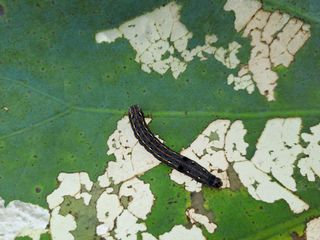 백련지기님의 기타작물 · 병해충상담 작성글 사진