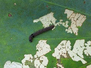 백련지기님의 기타작물 · 병해충상담 작성글 사진