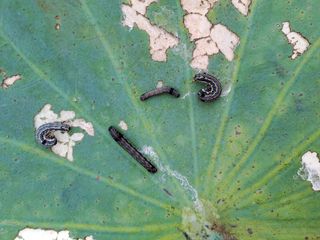 백련지기님의 기타작물 · 병해충상담 작성글 사진