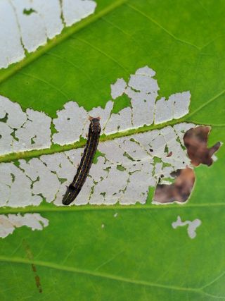 백련지기님의 기타작물 · 병해충상담 작성글 사진