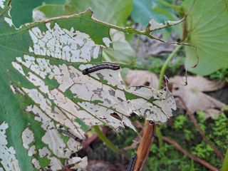 백련지기님의 기타작물 · 병해충상담 작성글 사진