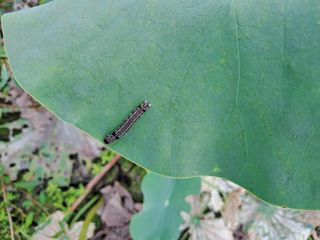 백련지기님의 기타작물 · 병해충상담 작성글 사진