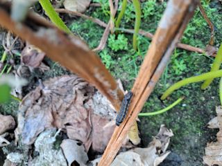 백련지기님의 기타작물 · 병해충상담 작성글 사진