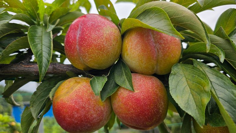 장터 상품 [강원도 가을추희자두5kg] 썸네일