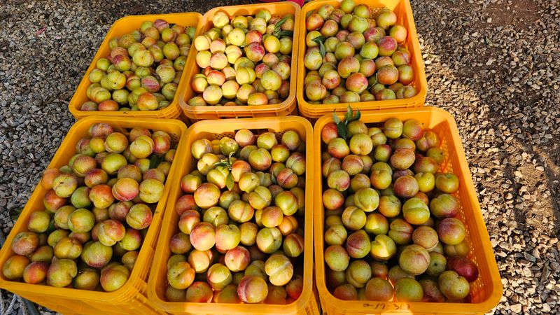 강원송이님의 장터 판매 상품 [강원도 가을추희자두5kg] 첨부 사진