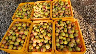 강원송이님의 작성글 사진