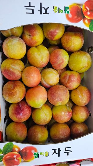 강원송이님의 작성글 사진