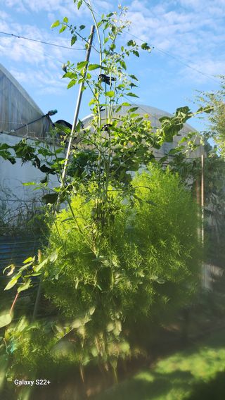 임태빈탑정호주말농장님의 자유주제 · 자유게시판 작성글 사진