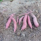 팜모닝 고구마·영농일지 게시글 이미지