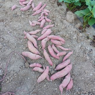 이경자님의 고구마 · 영농일지 작성글 사진