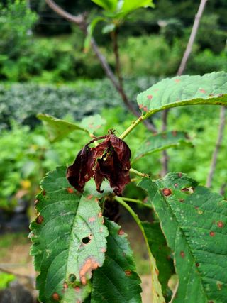 yooagasi님의 기타작물 · 병해충상담 작성글 사진