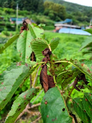 yooagasi님의 기타작물 · 병해충상담 작성글 사진