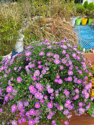 선식물원.선조경.이선님의 자유주제 · 자유게시판 작성글 사진