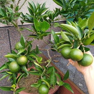 삼성농산님의 자유주제 · 자유게시판 작성글 사진