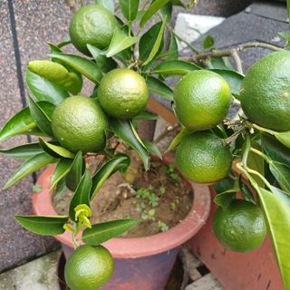 삼성농산님의 자유주제 · 자유게시판 작성글 사진