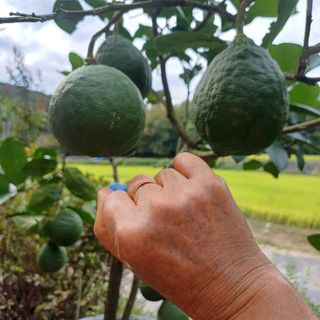 삼성농산님의 자유주제 · 자유게시판 작성글 사진