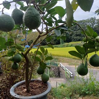 삼성농산님의 자유주제 · 자유게시판 작성글 사진