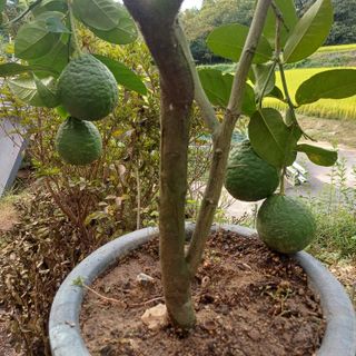 삼성농산님의 자유주제 · 자유게시판 작성글 사진